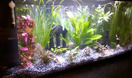 aquarium Aquarium 130 litres