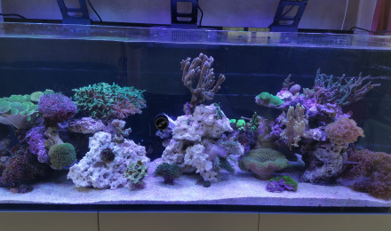 aquarium REEFER 525