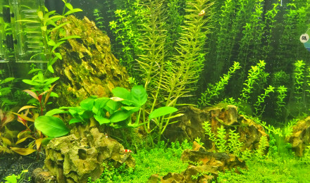 aquarium Nano dennerle