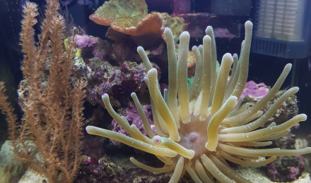 aquarium mini recif mer