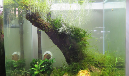 aquarium 30L Blue bolt