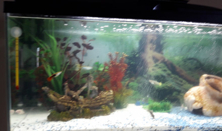 aquarium guppy