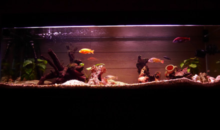 aquarium 300l Victoria