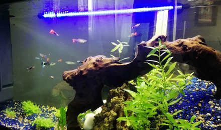 aquarium Guppy