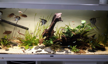aquarium Amazone350L