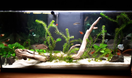 aquarium Aqua cuisine