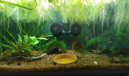 aquarium Crevette et diminutus