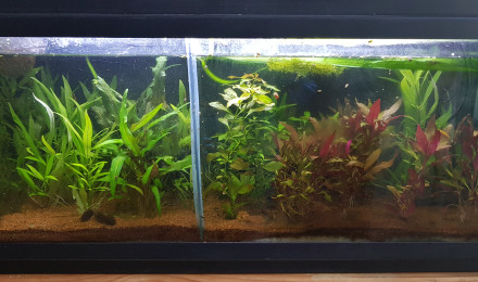 aquarium Communautaire