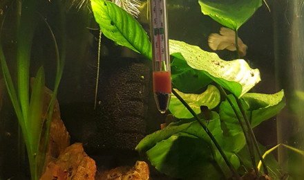 aquarium Betta