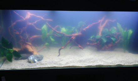 aquarium juwel 450