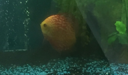 aquarium Biotope discus