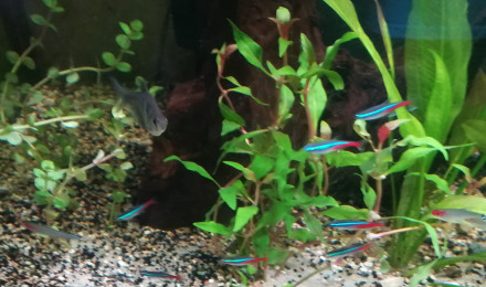 aquarium Eric