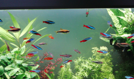 aquarium Aquarium 180 l