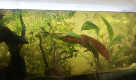 aquarium Biitope Amazonien