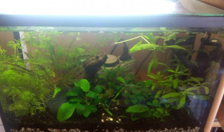 aquarium Bac Cambarellus
