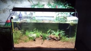 aquarium 60 L