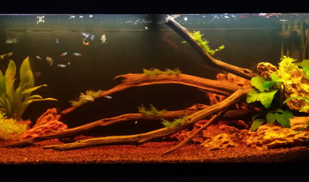 aquarium Bac communautaire