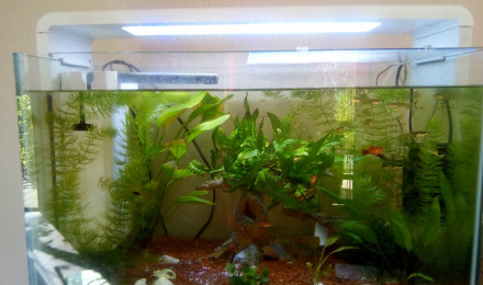 aquarium Superfish Home 60