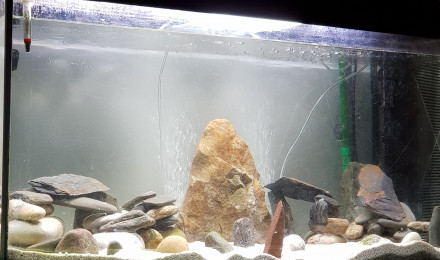 aquarium Biotope malawi