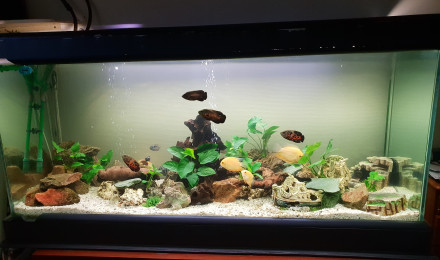 aquarium Cichlidé américain