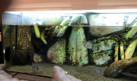 aquarium Discus