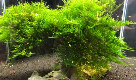 aquarium Aqua maison