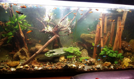 aquarium Aquarium communautaire