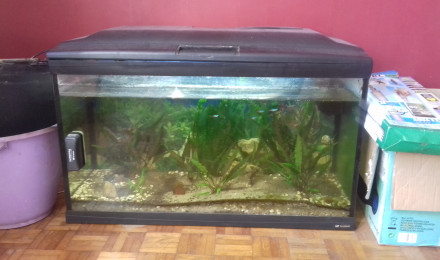 aquarium Neon 100litres