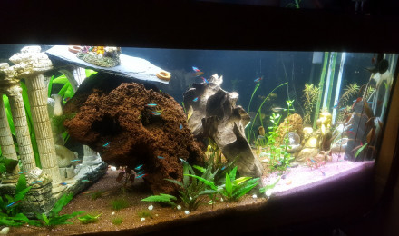 aquarium 160Litres