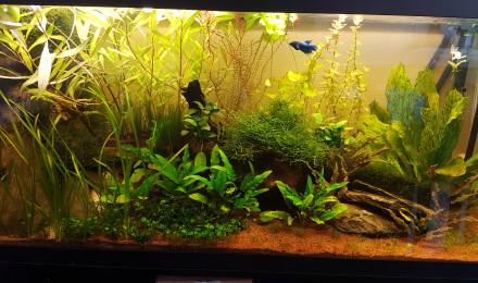 aquarium 1er 260l brut 240l net asiatique