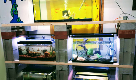 aquarium Mes Aquariums