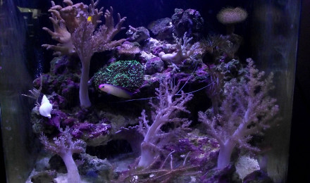 aquarium didier fromenteaux