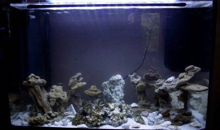 aquarium didier fromenteaux