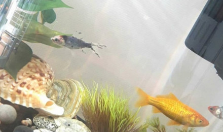aquarium Vue à 360 degré de diverse variété de poissons