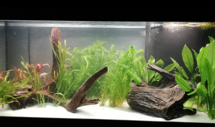 aquarium 200l amazonien