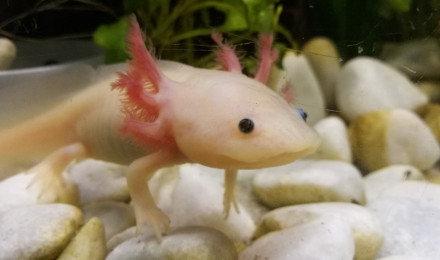 aquarium Axolotl leucistique