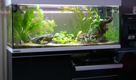 aquarium 250L