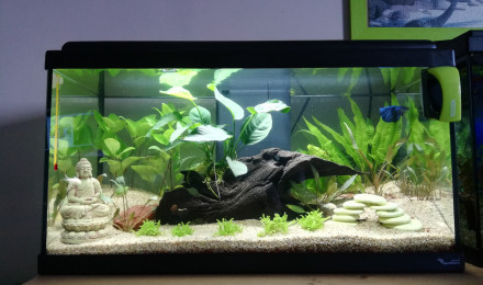 aquarium 50L