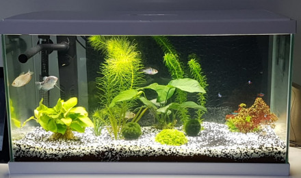 aquarium Aquarium