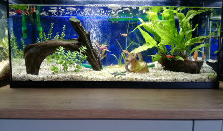 aquarium 80L