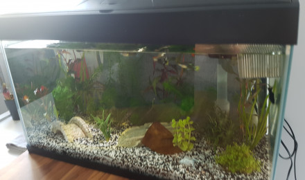 aquarium Guppy Molly ancistrus 60 l
