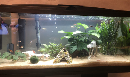 aquarium Star Wars