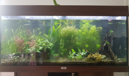 aquarium Aquarium 180l