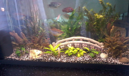 aquarium AQUARIUM 100 L