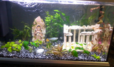 aquarium Aquarium 60 litres