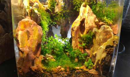 aquarium PicoPico