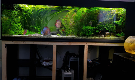 aquarium Discus