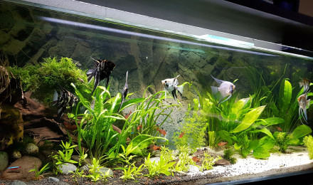 aquarium Scalaires