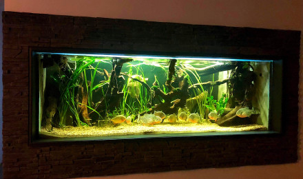 aquarium Piranharium