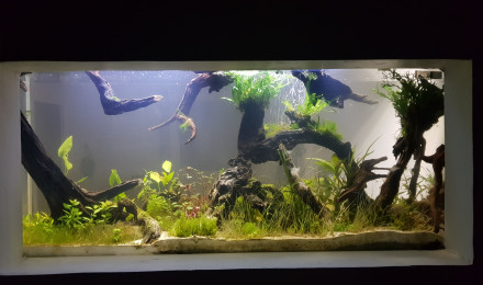 aquarium Type amazonien